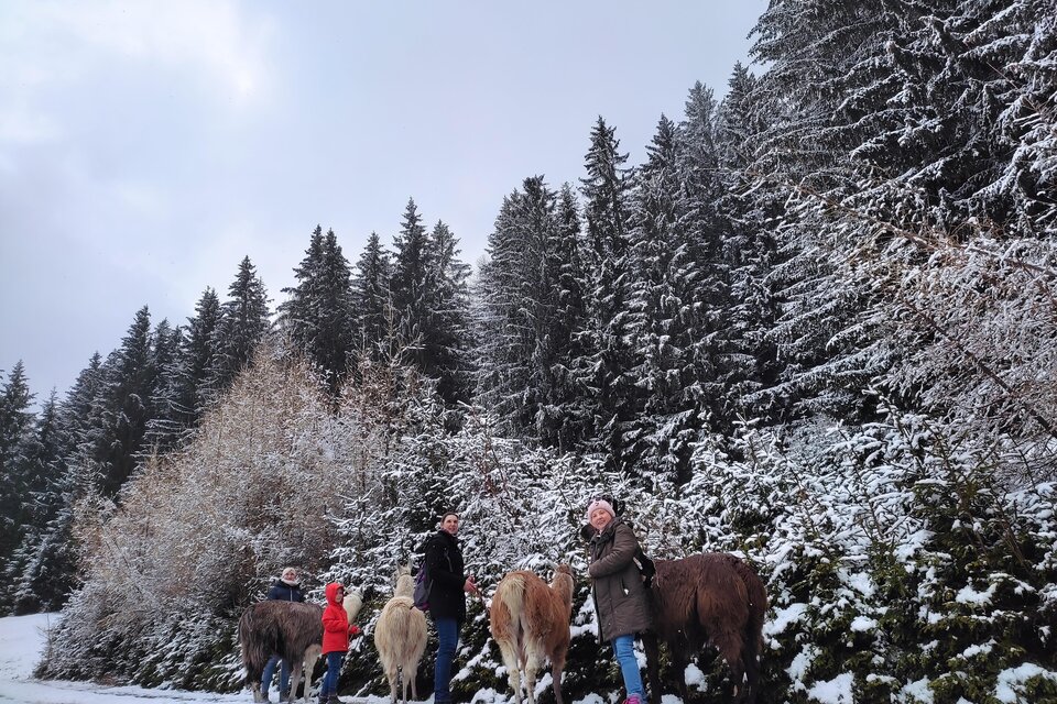 Mehrere Menschen mit Ponys in einer verschneiten Waldlandschaft. Die Umgebung ist von hohen, grünen Bäumen und einer winterlichen Atmosphäre geprägt. | © LamaTouren-Orso-Gigleitner