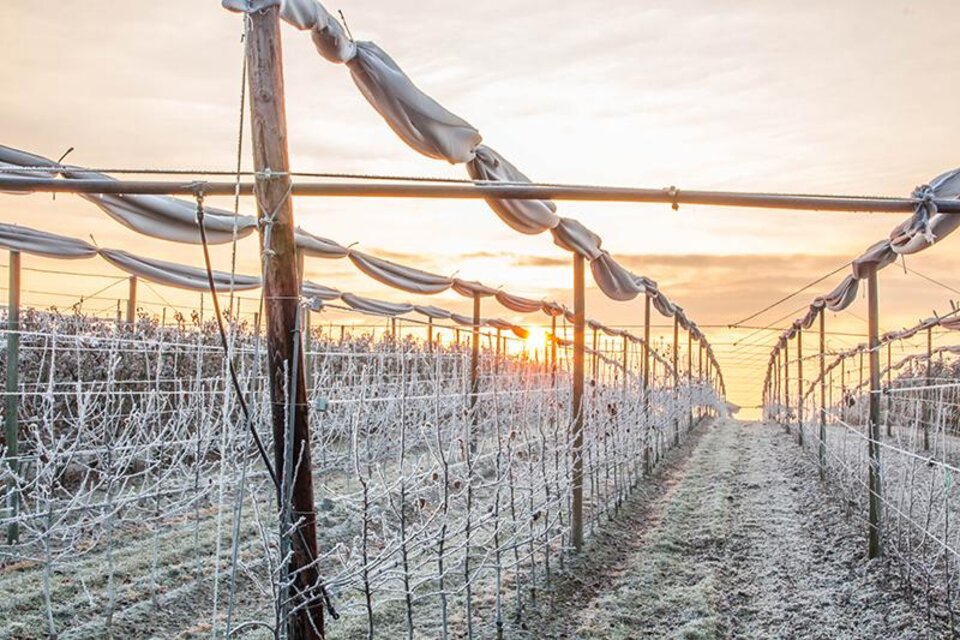 Eine frostige Weinberglandschaft bei Sonnenaufgang. Die Reben sind mit Eis bedeckt und das Licht der Morgensonne schafft eine schöne Atmosphäre. | © Jansky Ingrid