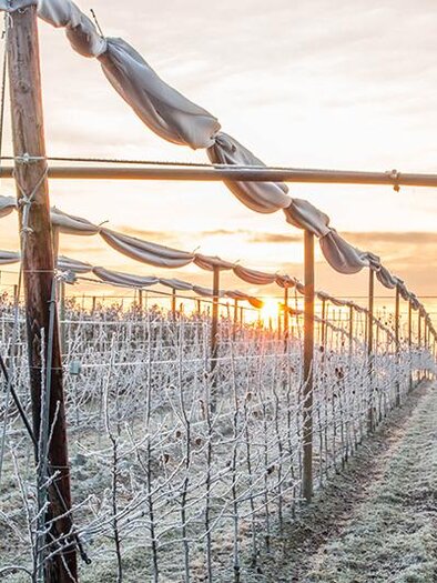 Eine frostige Weinberglandschaft bei Sonnenaufgang. Die Reben sind mit Eis bedeckt und das Licht der Morgensonne schafft eine schöne Atmosphäre. | © Jansky Ingrid
