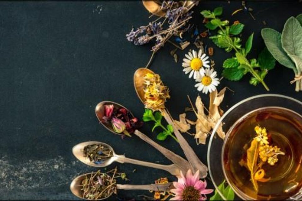 Eine Auswahl an verschiedenen Kräutern und Teekräutern auf Löffeln. In der Mitte steht eine Tasse mit aromatischem Tee und dekorativen Blüten. | © Christina Marschall-Schranz