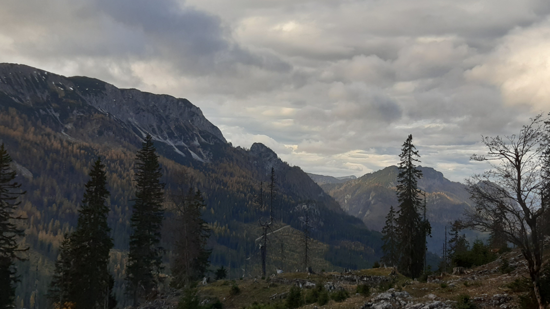 Eine malerische Berglandschaft mit hohen Tannen und grauen Wolken. Die Umgebung ist grün und lädt zu Erkundungen ein. | © TVB Ausseerland Salzkammergut_Daniela Casari