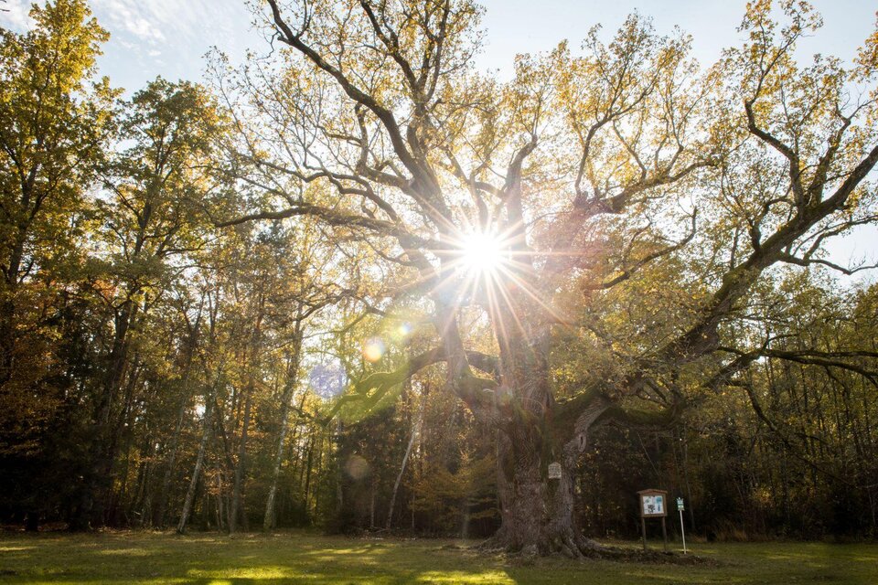 1000jährige Eiche Bad Blumau - Impression #1 | © Kurkommission Bad Blumau