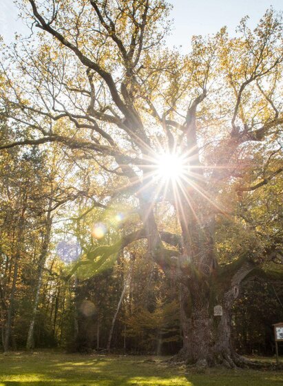 1000jährige Eiche im Herbst | Jennifer Rath | © Kurkommission Bad Blumau