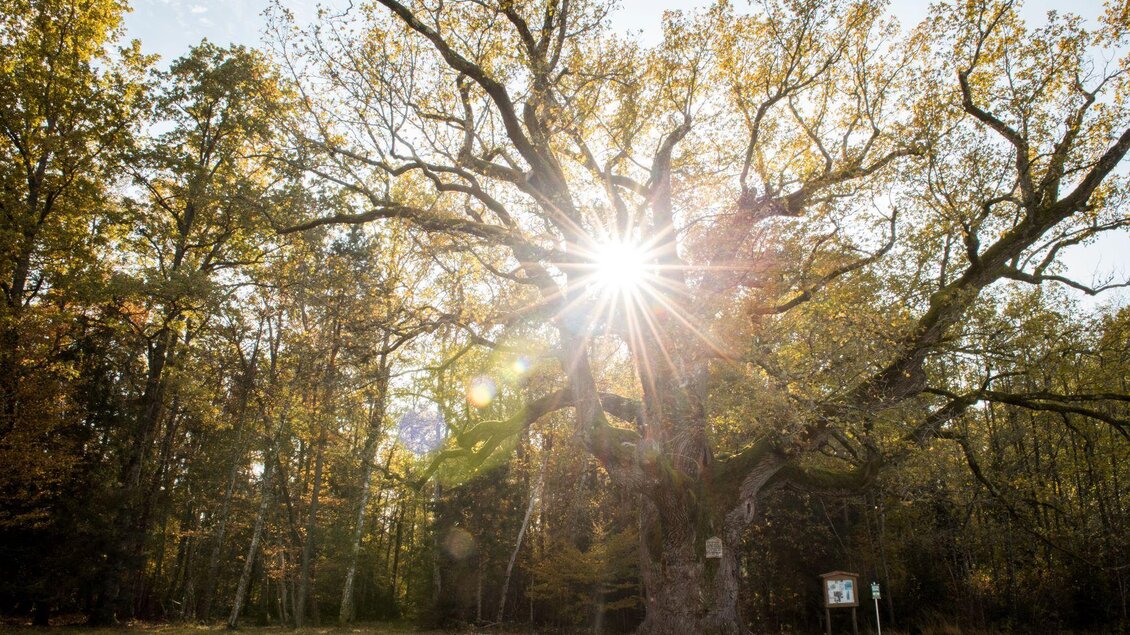 Ein großer Baum steht im Sonnenlicht, das durch seine Äste scheint. Um ihn herum ist eine grüne Wiese und ein Wald. | © Kurkommission Bad Blumau