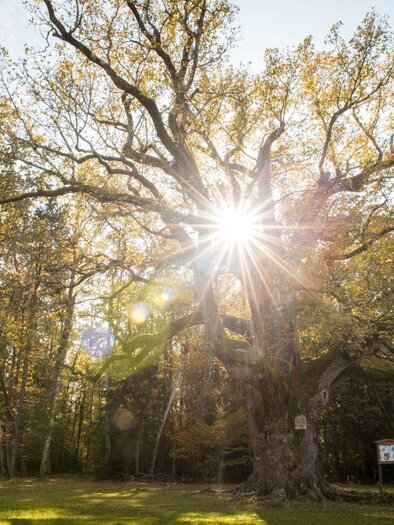 A large tree stands in the sunlight that shines through its branches. Around it is a green meadow and a forest. | © Kurkommission Bad Blumau