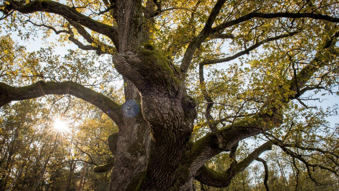 Ein großer Baum mit ausladenden Ästen und bunten Blättern im Herbst. Die Sonne scheint durch das Blattwerk und schafft eine warme Atmosphäre. | © Kurkommission Bad Blumau