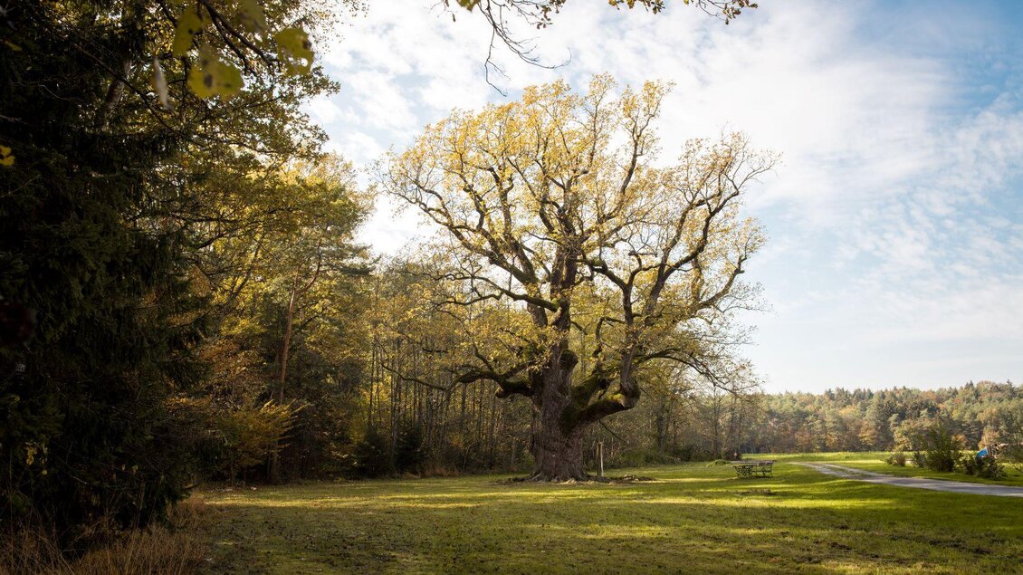 Ein majestätischer Baum steht auf einer Wiese, umgeben von sanften Hügeln und Bäumen. Der Himmel ist klar mit leichten Wolken. | © Kurkommission Bad Blumau