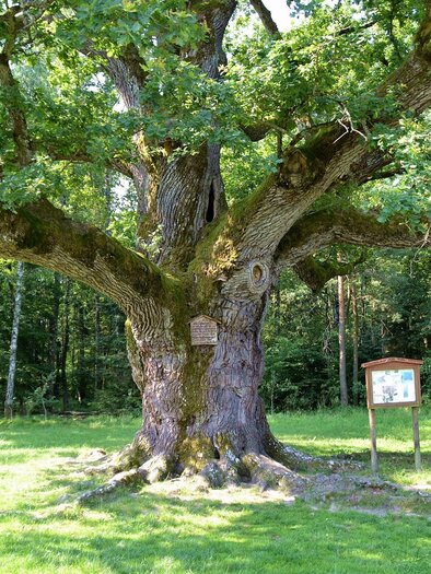 Ein großer, alter Baum steht in einer Wiese. Neben dem Baum befindet sich ein Informationsschild. | © Kurkommission Bad Blumau