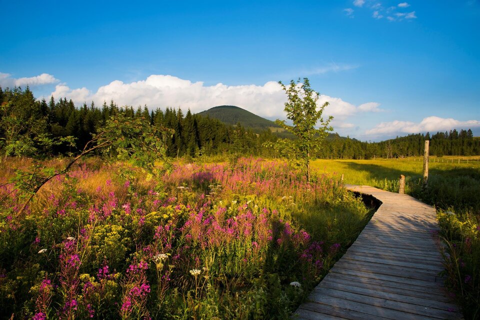 125 Dreams in Green - Nature Park Guided Tour - Impression #1