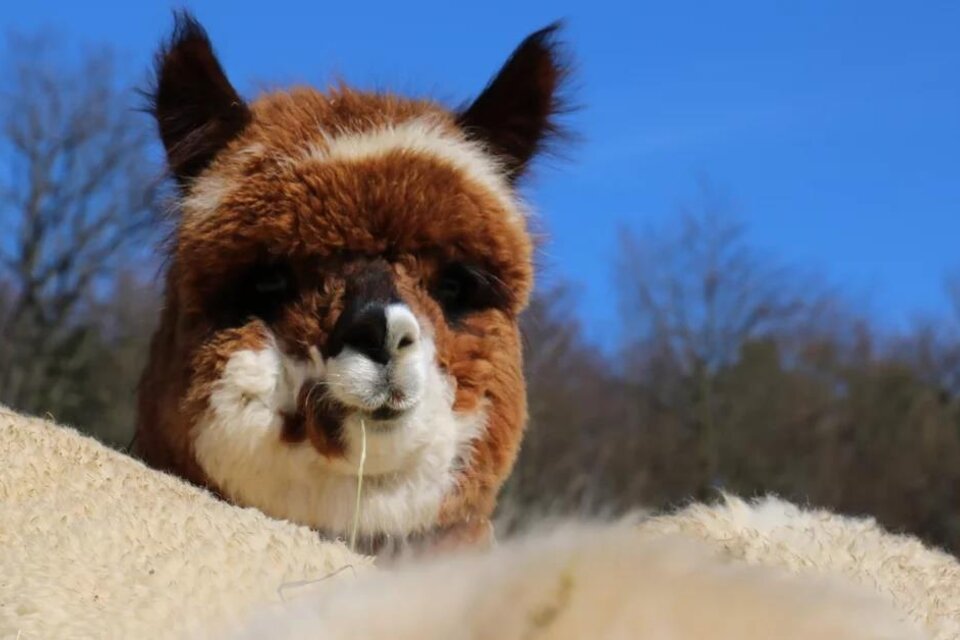 Alpaka & Co Kleinburger - Impression #1 | © Familie Kleinburger