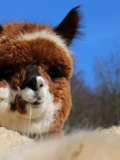 Alpacas Kleinburger_Eastern Styria | © Familie Kleinburger