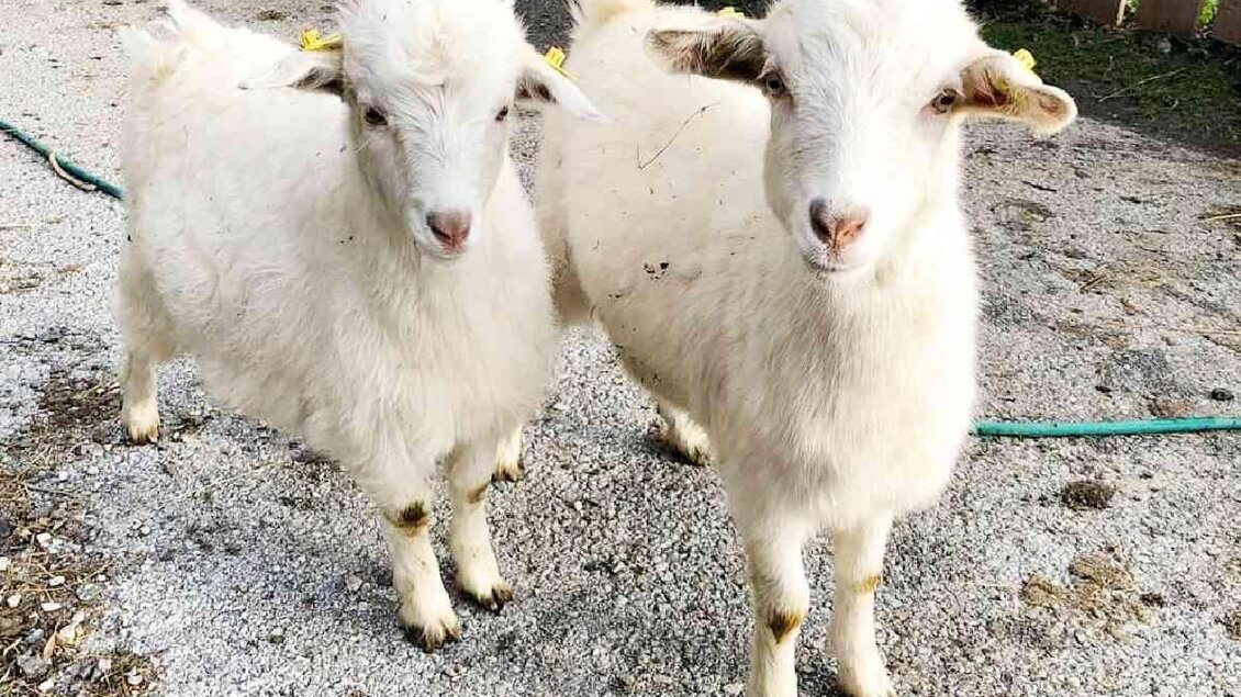 Kleinburger_Zwergziegen_Oststeiermark | © Familie Kleinburger