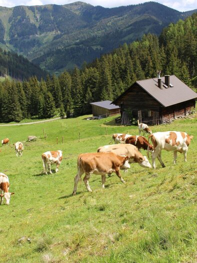 Kälberalm-Hohentauern-Murtal-Steiermark | © Bauernhof Braun