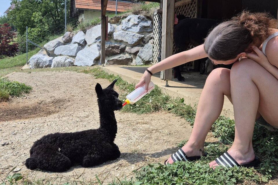 ALPAKAreich Zöhrer - Impression #1 | © Alpakareich Zöhrer