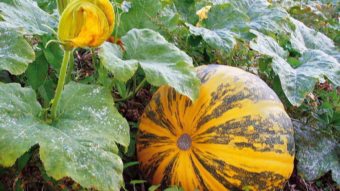 Ein großer, gelber Kürbis wächst unter grünen Blättern im Garten. Daneben blüht eine Kürbisblüte. | © Lederer Josef
