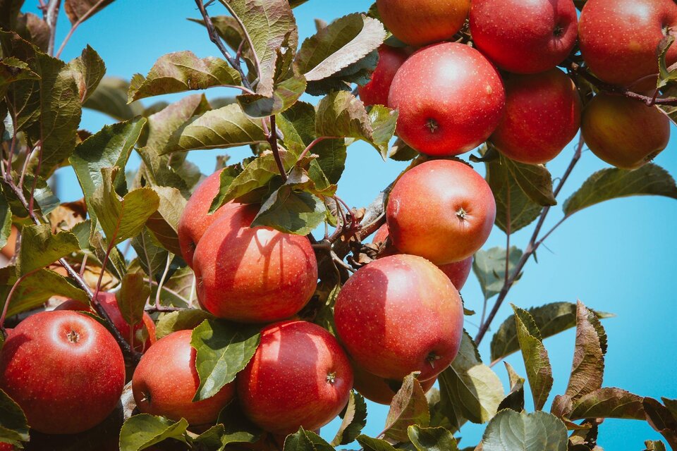 Farm-gate sales Fam. Günther & Claudia Lederer - Impression #1 | © Tourismusverband Bad Waltersdorf