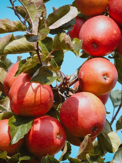 Farm-gate sales_Aplple_Eastern Styria | © Tourismusverband Bad Waltersdorf