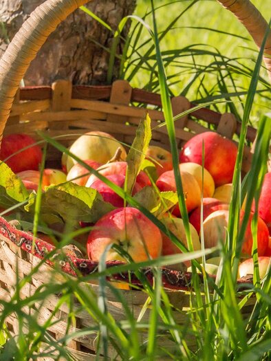 Ab-Hof-Verkauf_Apfelkorb_Oststeiermark | © Janksy Ingrid