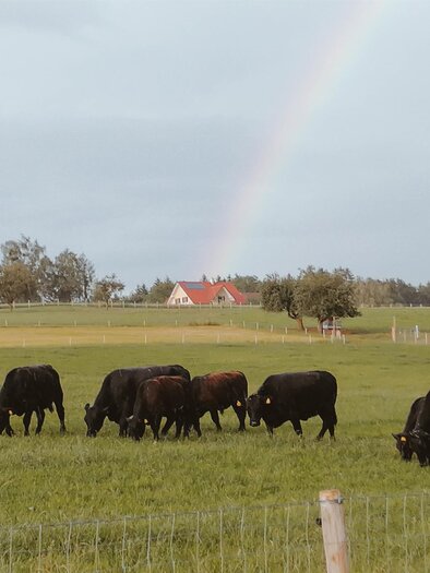 Ab-Hof-Verkauf_Thermenland-Angus_Oststeiermark | © Abhofverkauf Hutter