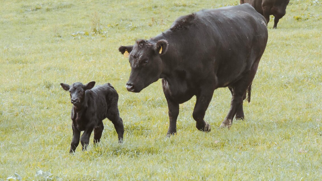 Ab-Hof-Verkauf_Thermenland-Angus (2)_Oststeiermark | © Abhofverkauf Hutter