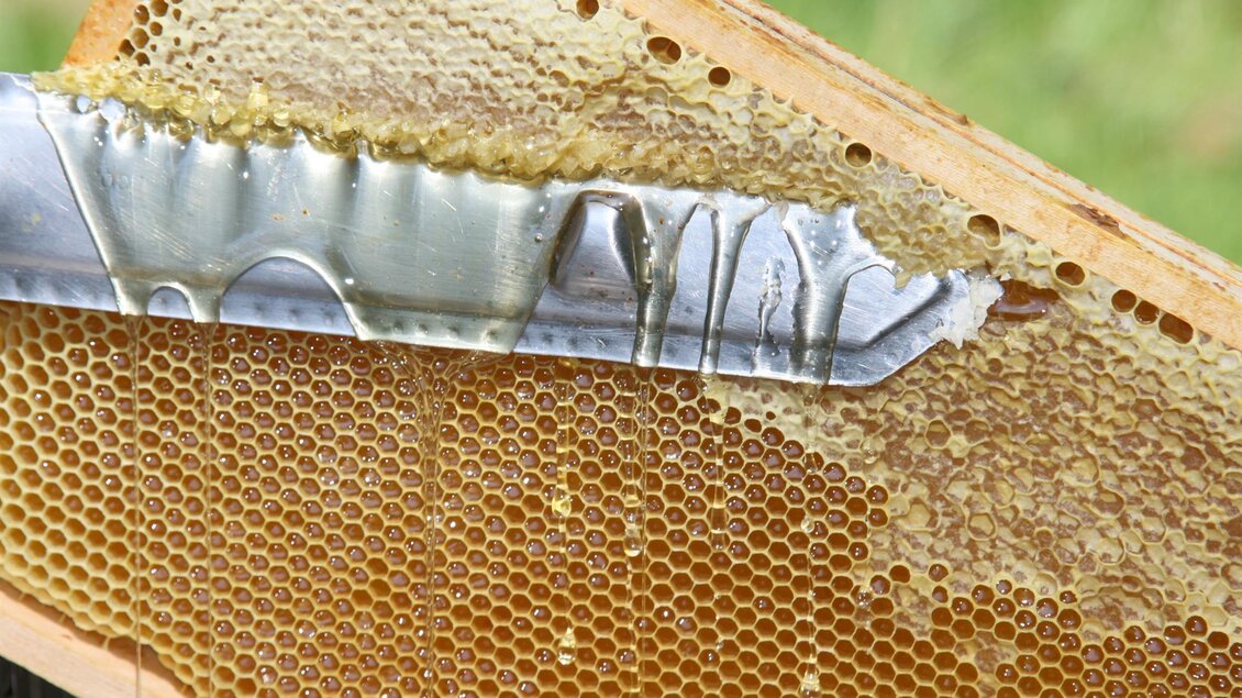 Ein Wabenrahmen mit goldenem Honig, der herunterläuft. Im Hintergrund sind grüne Pflanzen zu sehen. | © Kurz