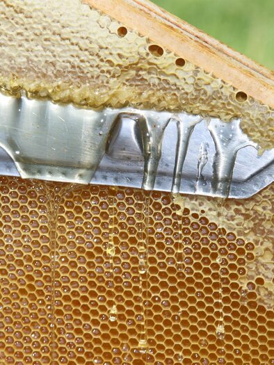 Ein Wabenrahmen mit goldenem Honig, der herunterläuft. Im Hintergrund sind grüne Pflanzen zu sehen. | © Kurz