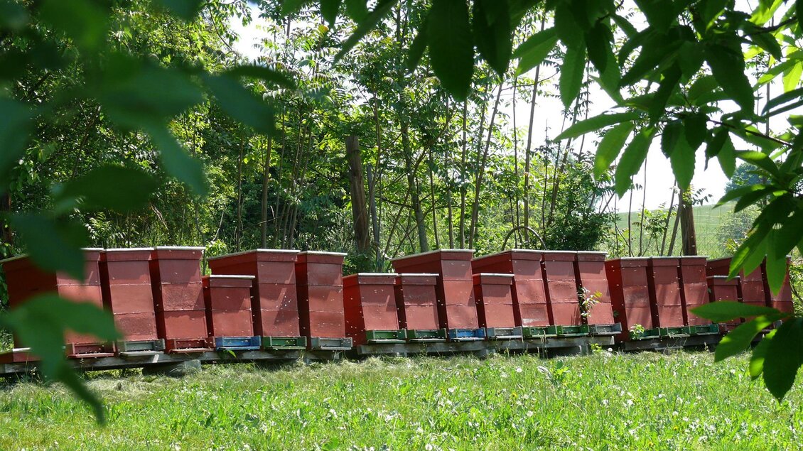 Bienenstöcke stehen in einem grünen Feld, umgeben von Bäumen. Die Kisten sind rot lackiert und bilden eine lange Reihe. | © Kurz