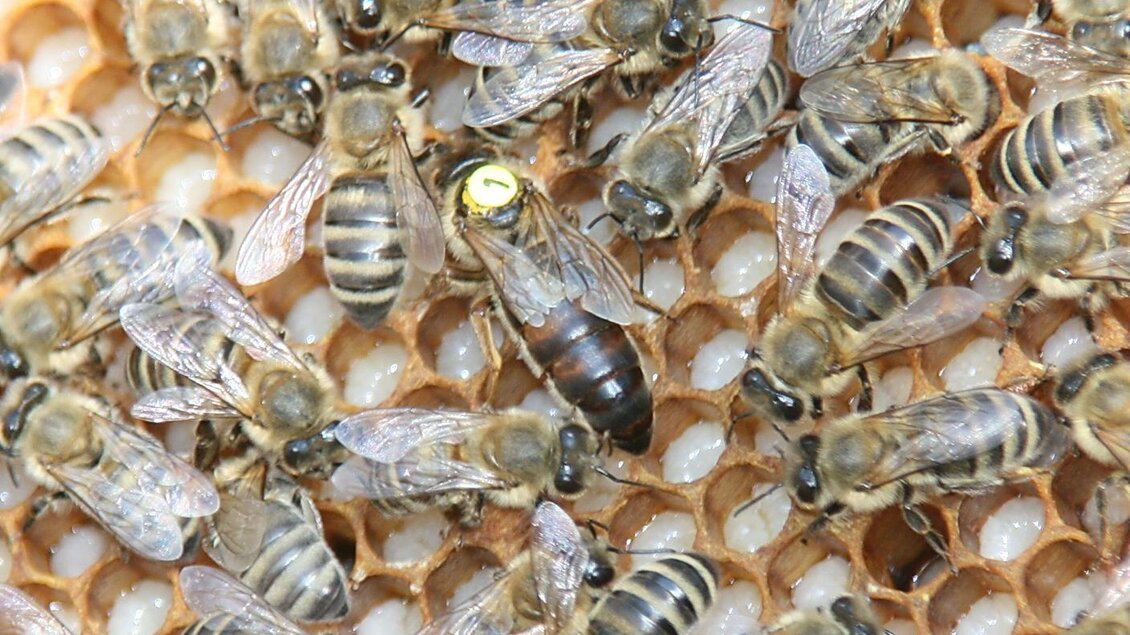 Eine Gruppe von Bienen auf einer Wabe. Die Königin ist deutlich sichtbar, umgeben von Arbeiterbienen. | © Kurz