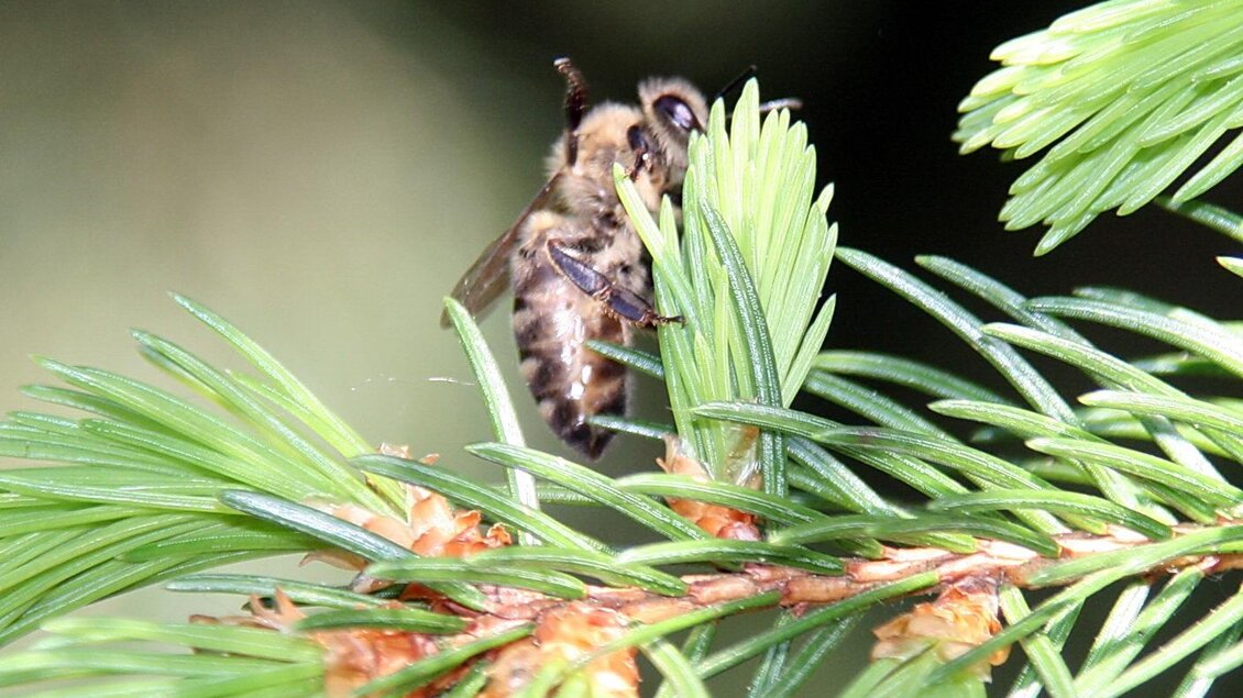 Eine Biene sitzt auf einem grünen Nadelbaum. Die Pflanze hat dichte, nadelförmige Blätter. | © Kurz
