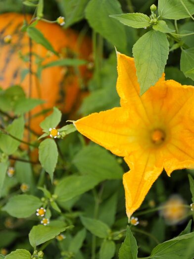 Pumpkin in bloom | Bergmann