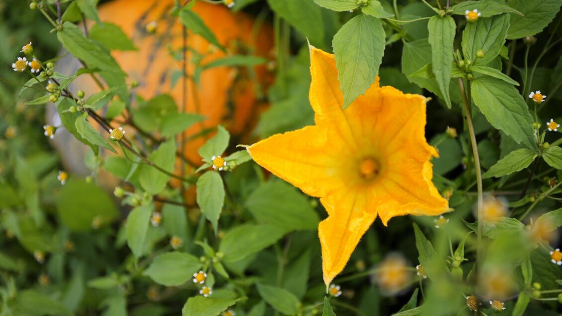 Eine leuchtend orangefarbene Blume blüht zwischen grünem Laub. Im Hintergrund ist eine orangefarbene Form sichtbar.