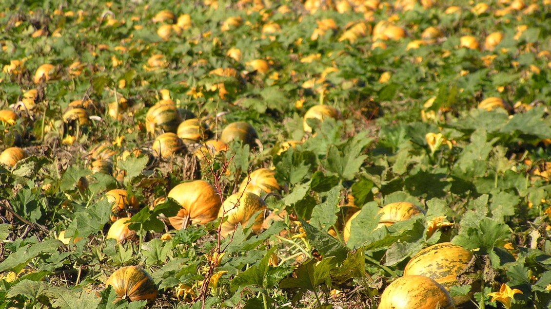 Ein großes Feld voller Kürbisse, umgeben von grünem Laub. Die Kürbisse sind vorwiegend gelb und bilden eine schöne Landschaft.