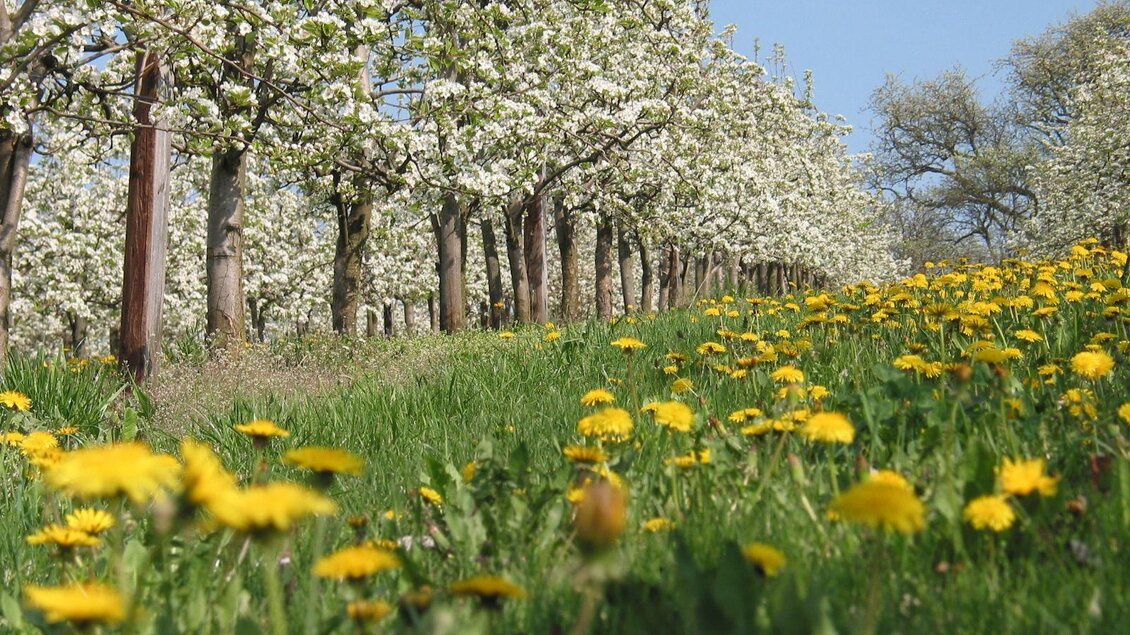 Ein blühender Obstgarten mit weißen Blüten und einem schönen blauen Himmel. Im Vordergrund wachsen gelbe Löwenzahnblumen auf dem Grün.