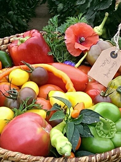 Gemüsehof Radl_Gemüse_Oststeiermark | © Gemüsehof Radl