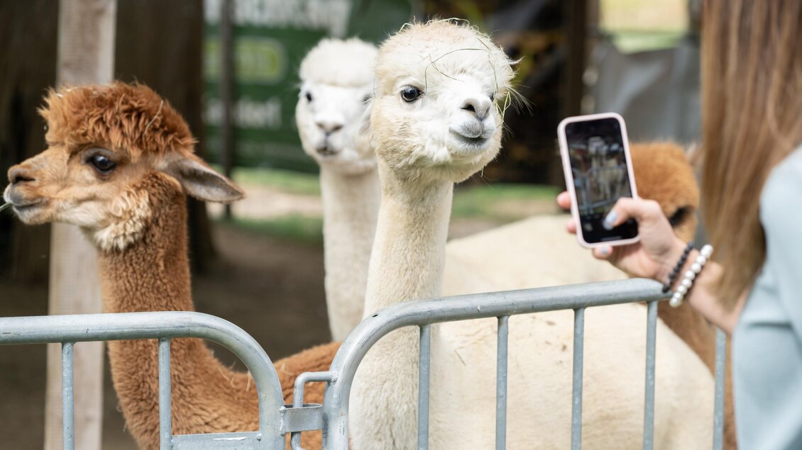 Gemüsehof Radl_3 Alpakas_Oststeiermark | © Tourismusverband Oststeiermark