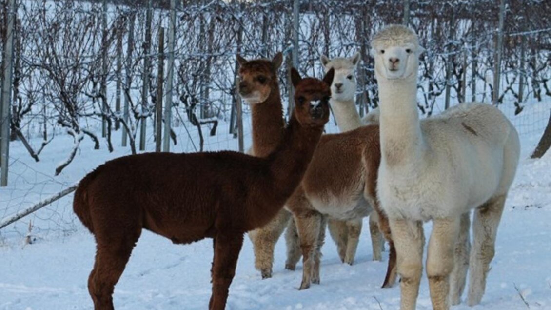 Gemüsehof Radl_Alpakas im Schnee_Oststeiermark | © Gemüsehof Radl