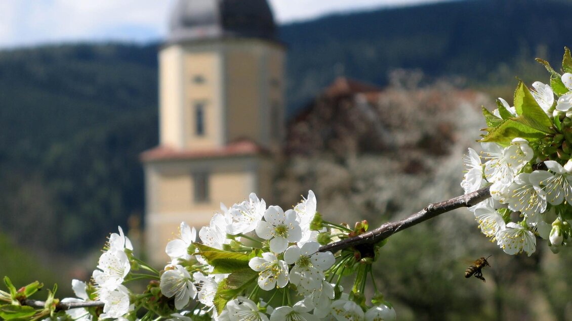Ein blühender Kirschbaumzweig im Vordergrund. Im Hintergrund ist ein heller Turm und eine grüne Landschaft zu sehen. | © Abtei Seckau
