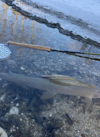 Äsche in der Enns | © Active Fishing | © Active Fishing