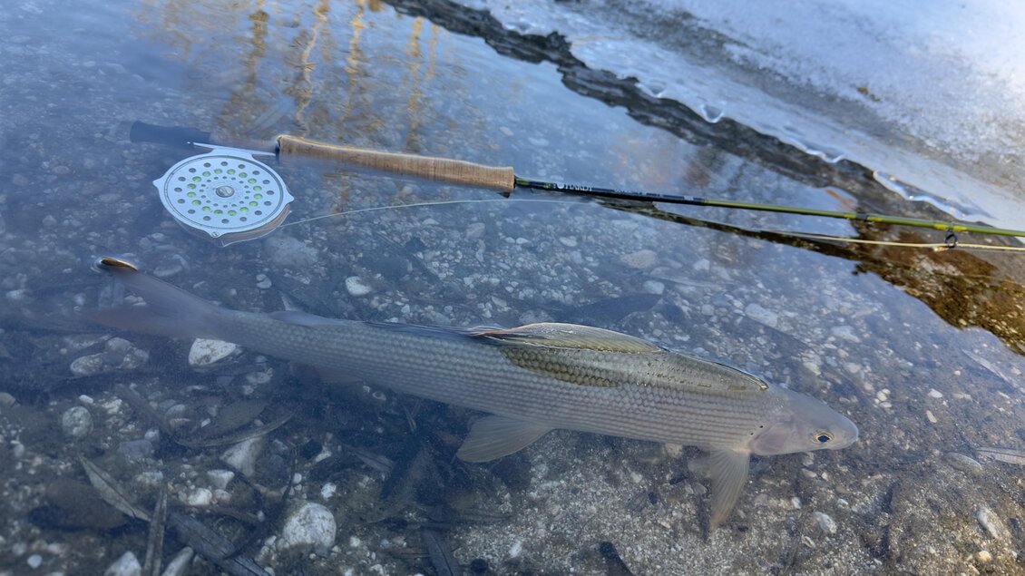 Ein Fisch schwimmt im klaren Wasser, neben einer Angelrute. Im Hintergrund sind einige Steine und Schnee sichtbar. | © Active Fishing
