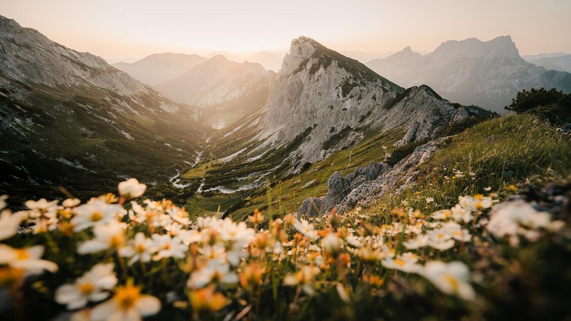 Eine beeindruckende Berglandschaft mit blühenden Wildblumen im Vordergrund. Im Hintergrund sind majestätische Gipfel und ein sanfter Sonnenuntergang zu sehen.
