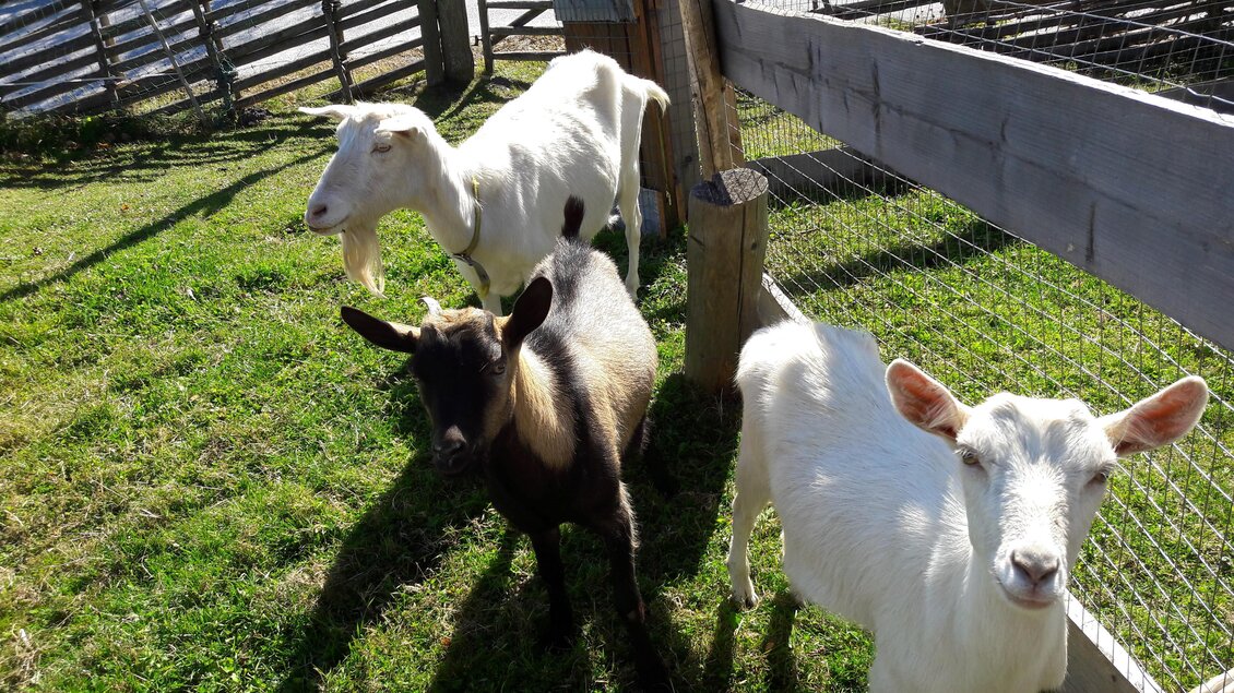 Almgasthof Stroßeggwirt_Ziegen_Oststeiermark | © Tourismusverband Oststeiermark