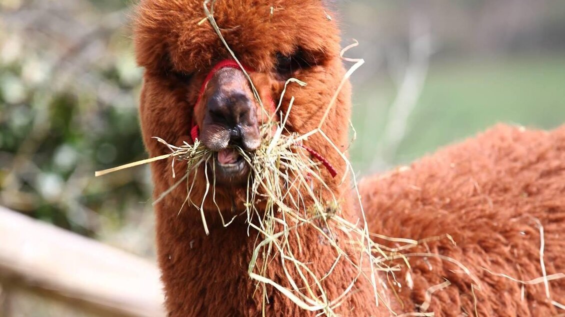 Alpaka beim Fressen am Hof der Familie Kleinburger. | © Kleinburger Alpaka