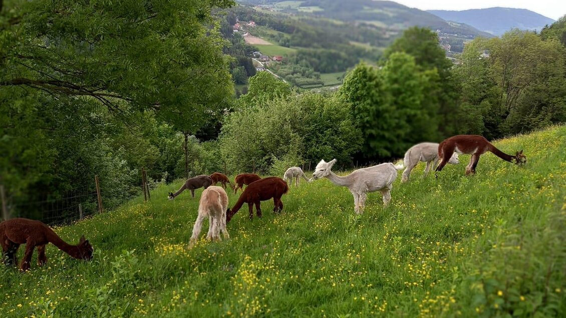 Am Hof der Familie Kleinburger- Alpakas in einer saftigen grünen Wiese. | © Kleinburger Alpaka