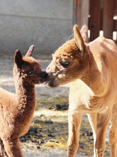 Gasen Alpaca_Alpacas_Eastern Styria | © Alpaka Bergbauernhof Stelzer | Robert Stelzer | © Alpaka Bergbauernhof Stelzer