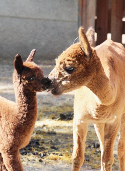 Gasen Alpaca_Alpacas_Eastern Styria | Robert Stelzer | © Alpaka Bergbauernhof Stelzer