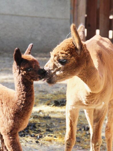 Gasen Alpaca_Alpacas_Eastern Styria | © Alpaka Bergbauernhof Stelzer