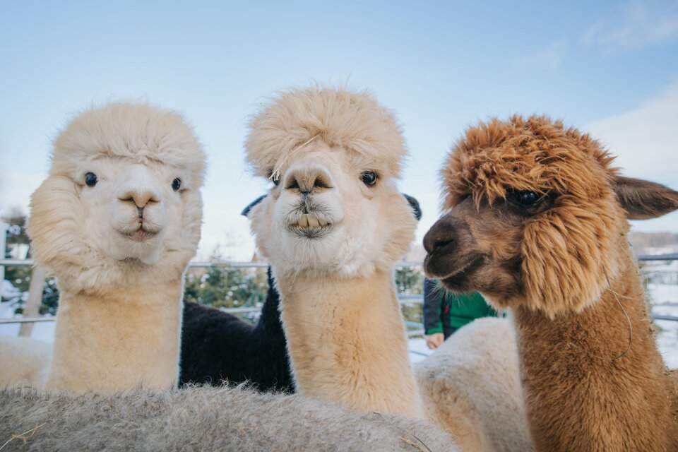 Alpaka En Colores - Impression #1 | ©  Lupi Spuma