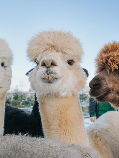 Alpakas | ©  Lupi Spuma