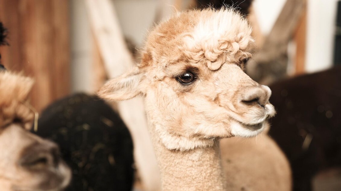 Alpakas in Hieflau/Landl I Gesäuse I Steiermark