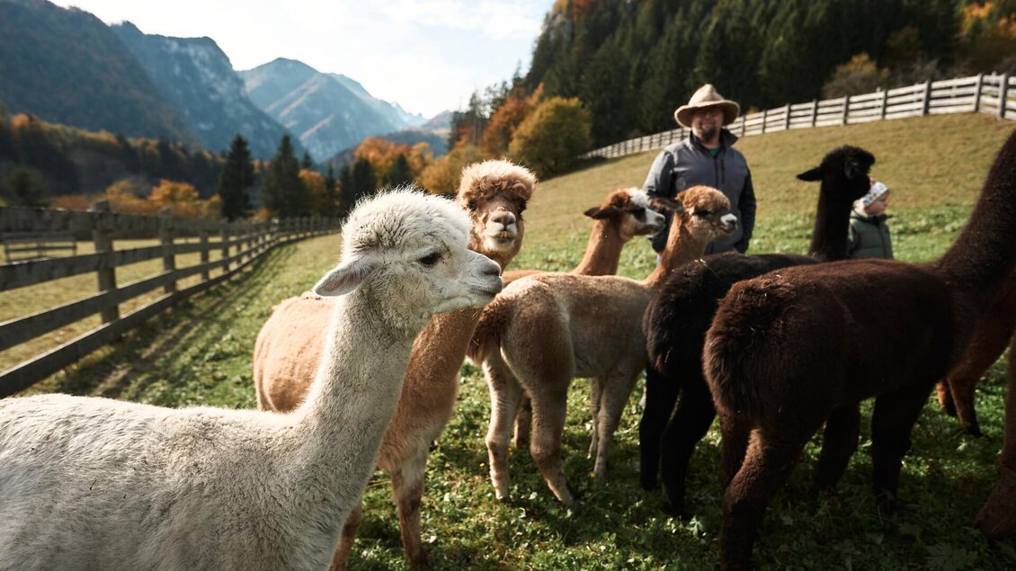 Alpakas im Gesäuse I Steiermark